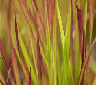 Imperata cylindrica var.koenig.'Red Baron'