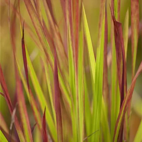 Imperata cylindrica var.koenig.'Red Baron'