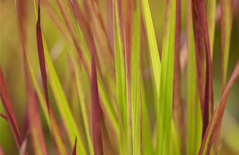 Imperata cylindrica var.koenig.'Red Baron'