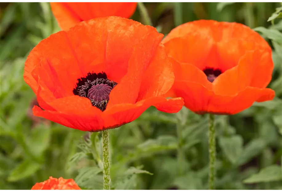 Orientalischer Mohn