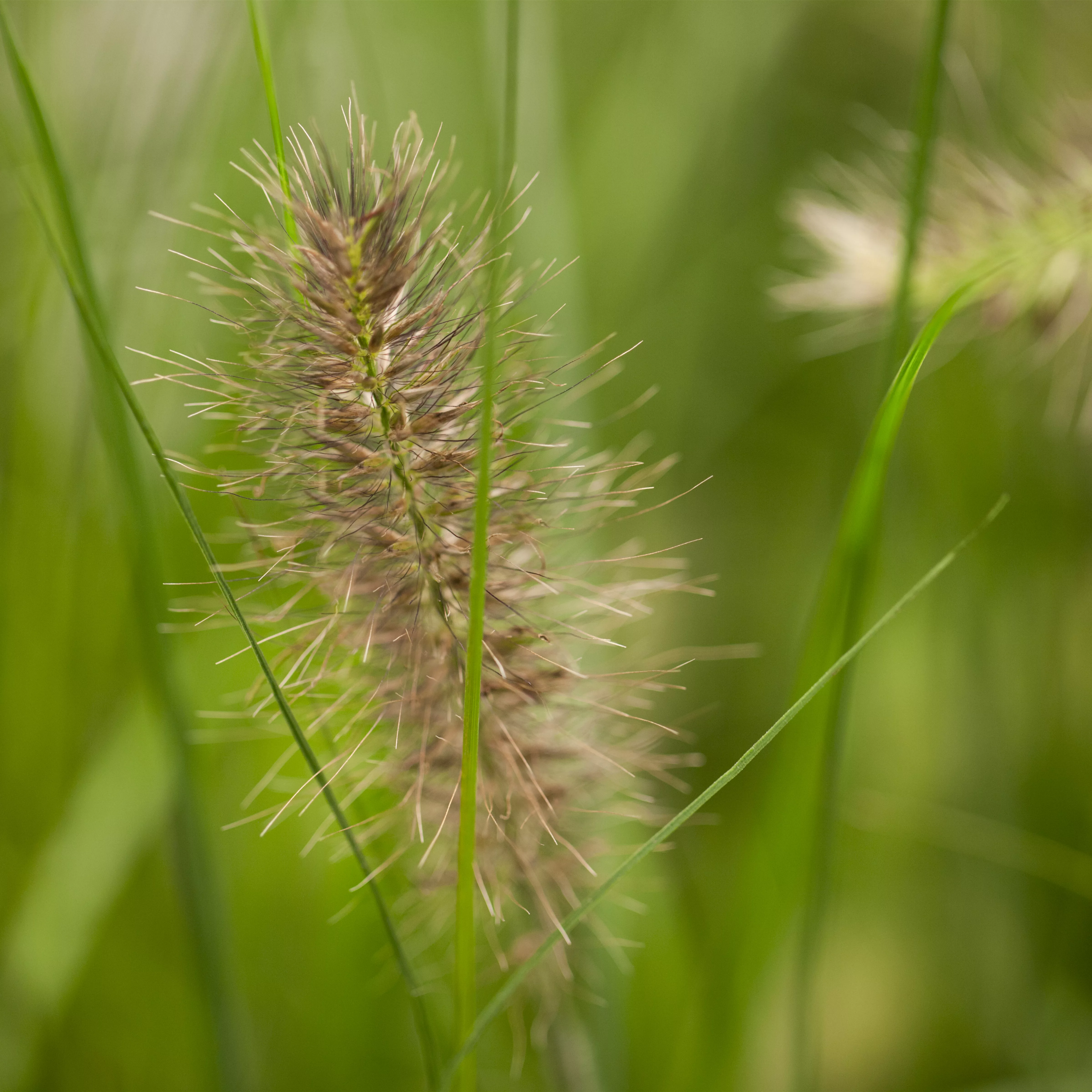 Pennisetum alopecuroides 'Little Bunny'