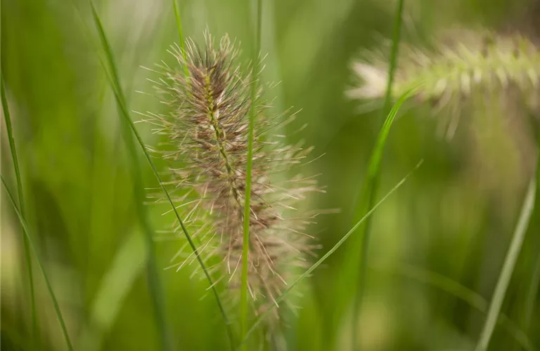 Pennisetum alopecuroides 'Little Bunny'