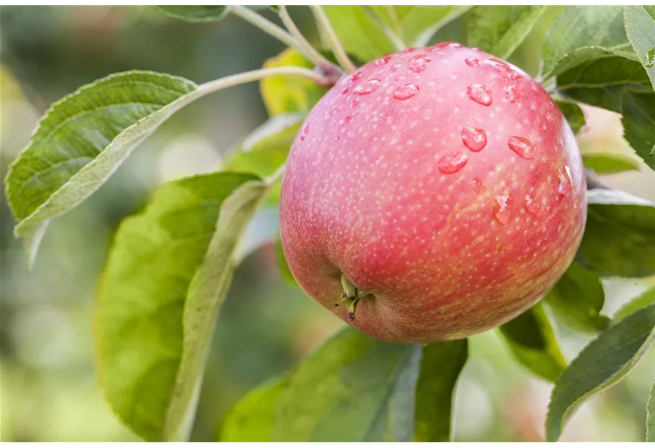 Apfel 'Rheinische Schafsnase' mittel