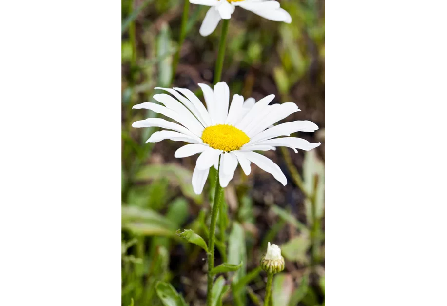 Sommer-Margerite