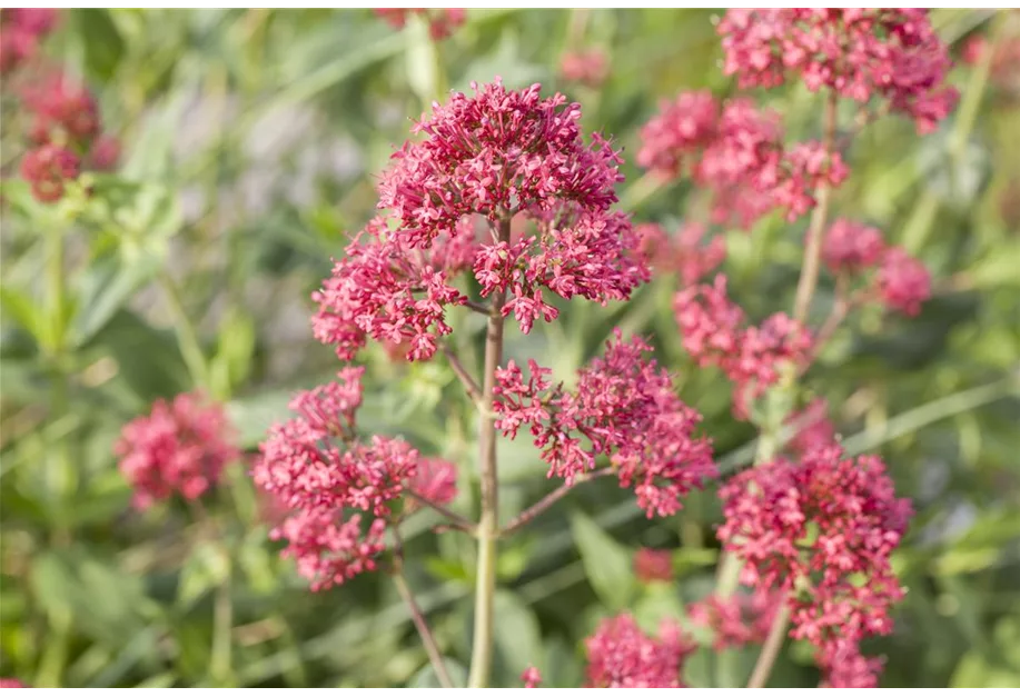 Rotblühende Spornblume