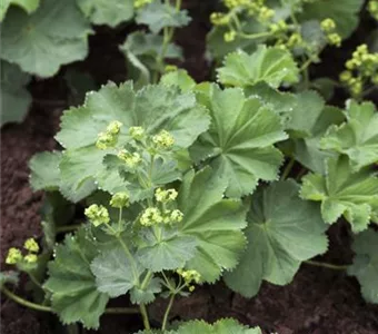 Alchemilla mollis