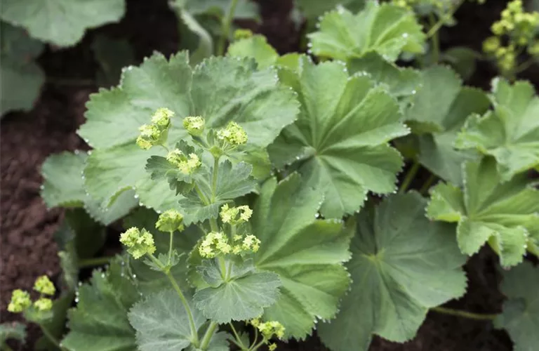 Alchemilla mollis