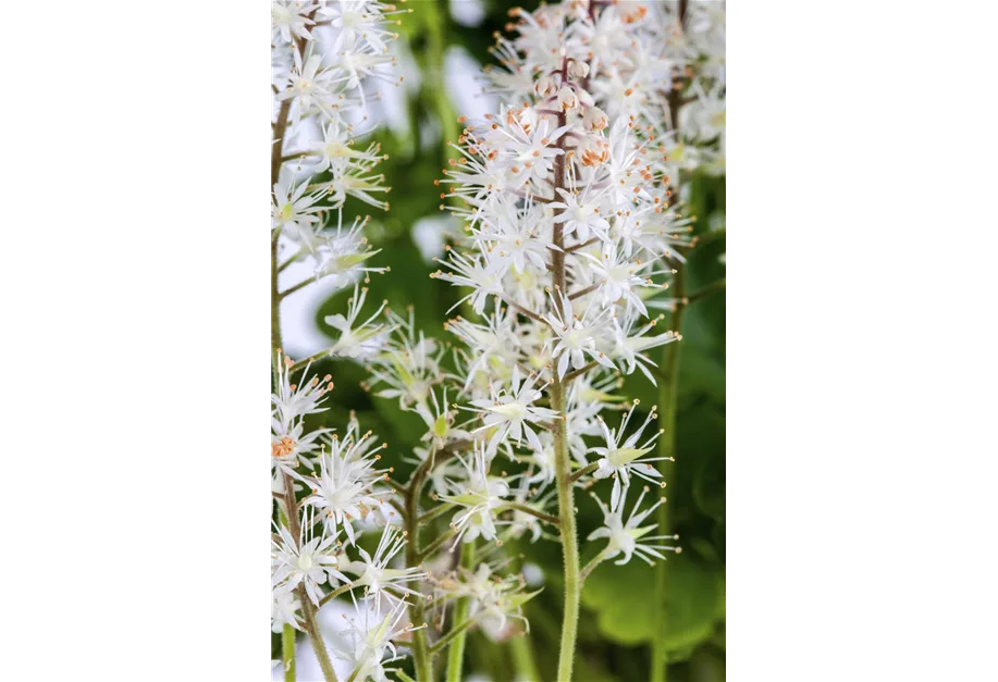 Herzblättrige Schaumblüte