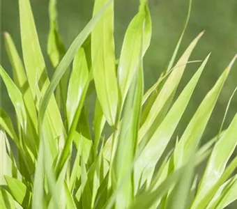 Hakonechloa macra 'All Gold'