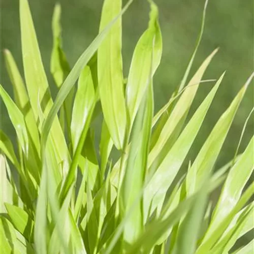 Hakonechloa macra 'All Gold'