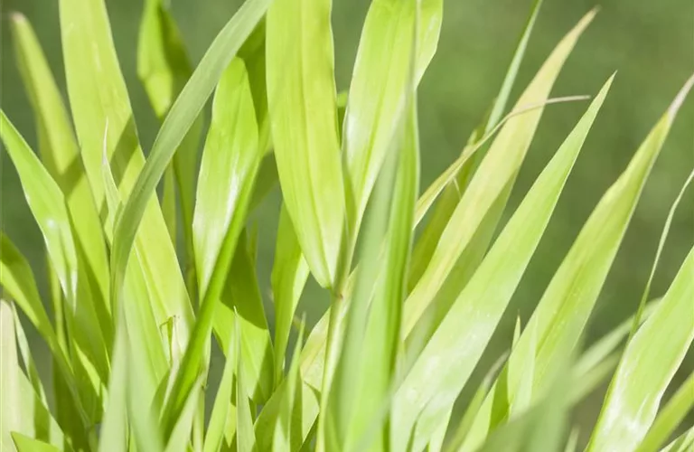 Hakonechloa macra 'All Gold'