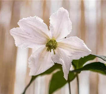 Clematis 'John Paul II'