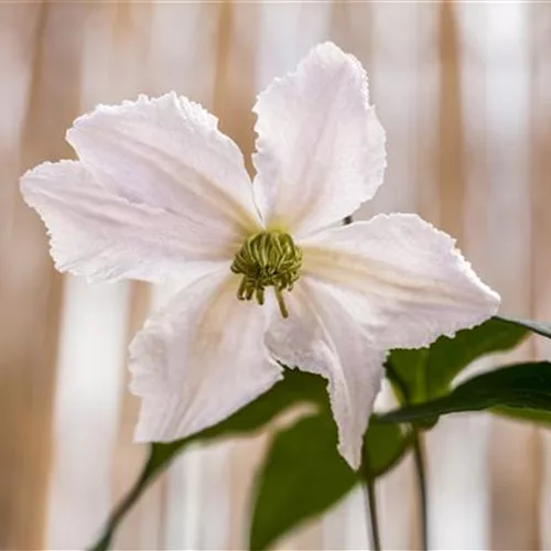 Clematis 'John Paul II'