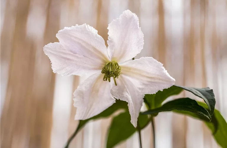 Clematis 'John Paul II'