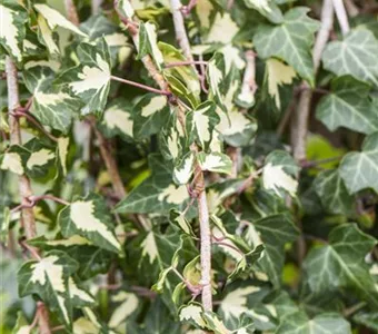 Hedera helix 'Goldheart'