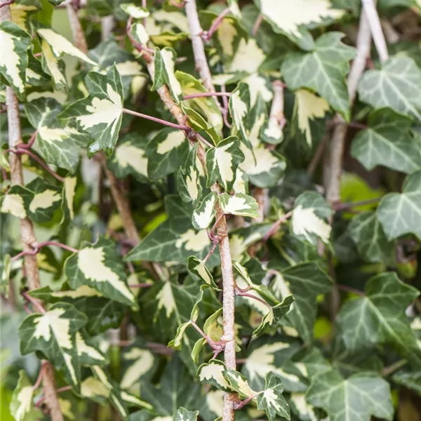 Hedera helix 'Goldheart'