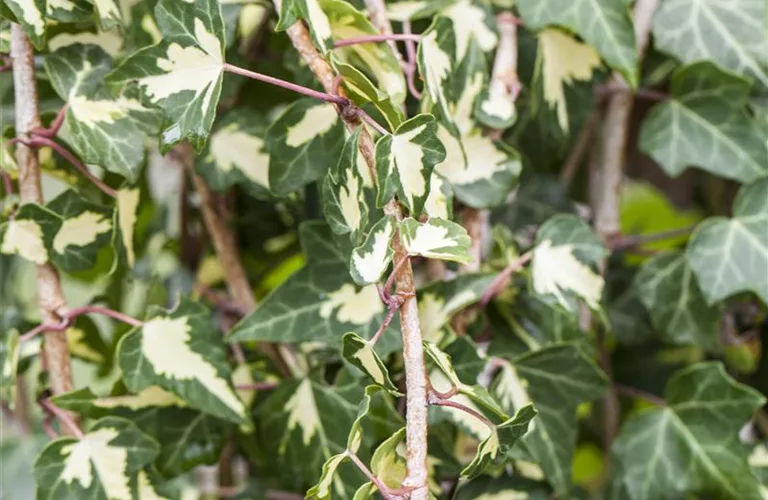 Hedera helix 'Goldheart'