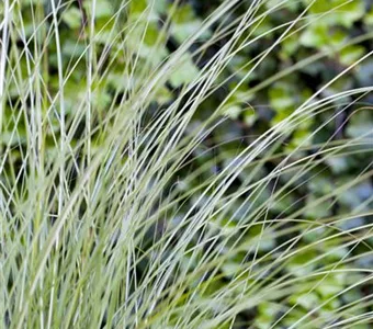 Miscanthus sinensis 'Gracillimus'