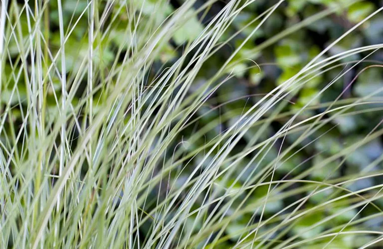 Miscanthus sinensis 'Gracillimus'