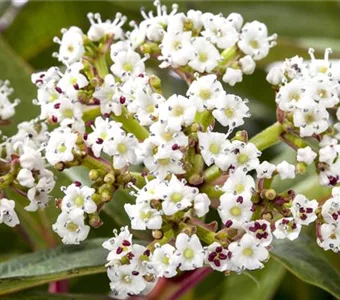 Viburnum davidii