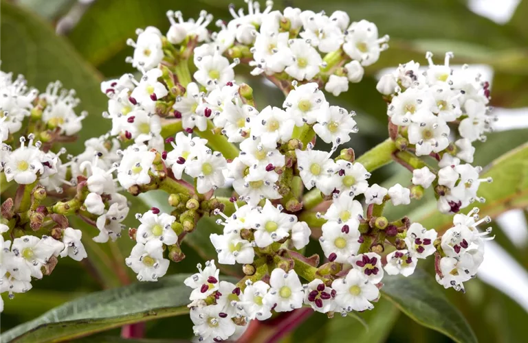 Viburnum davidii