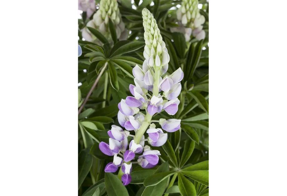 Zwergige Lupine