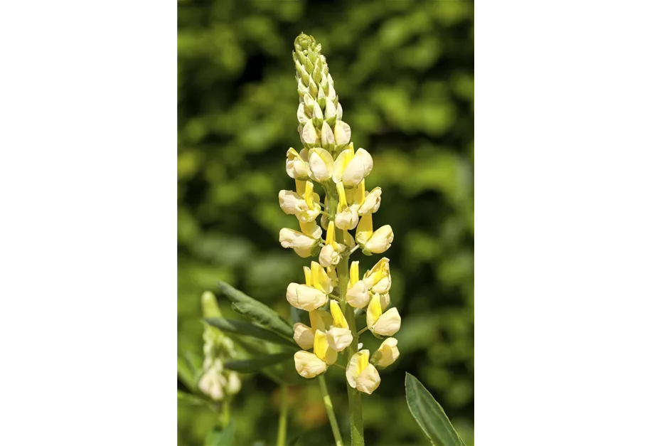 Zwergige Lupine