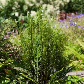 Feuchtzonen im Garten