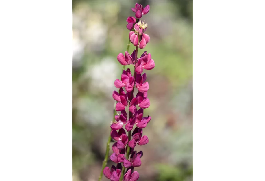 Zwergige Lupine