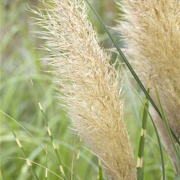 Cortaderia selloana 'Pumila'