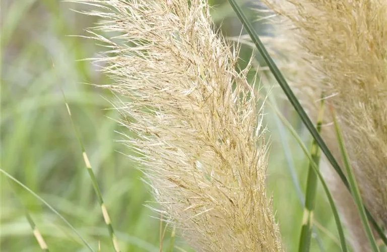 Cortaderia selloana 'Pumila'