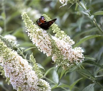 Buddleja 'White Profusion'