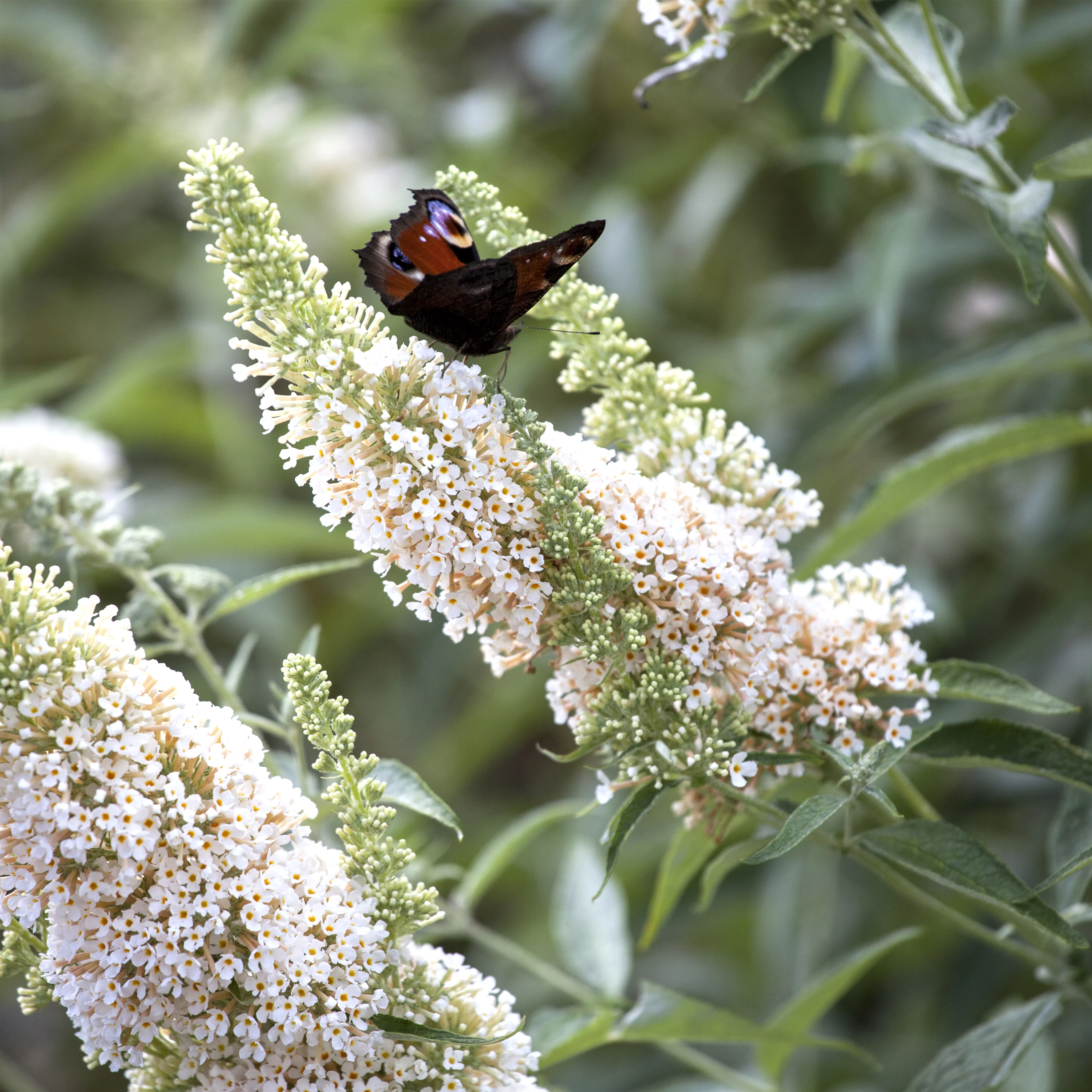 Buddleja 'White Profusion'