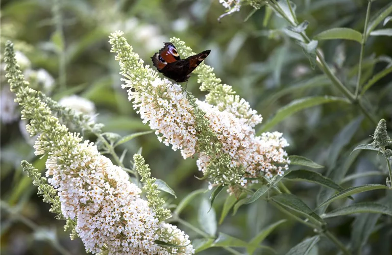 Buddleja 'White Profusion'