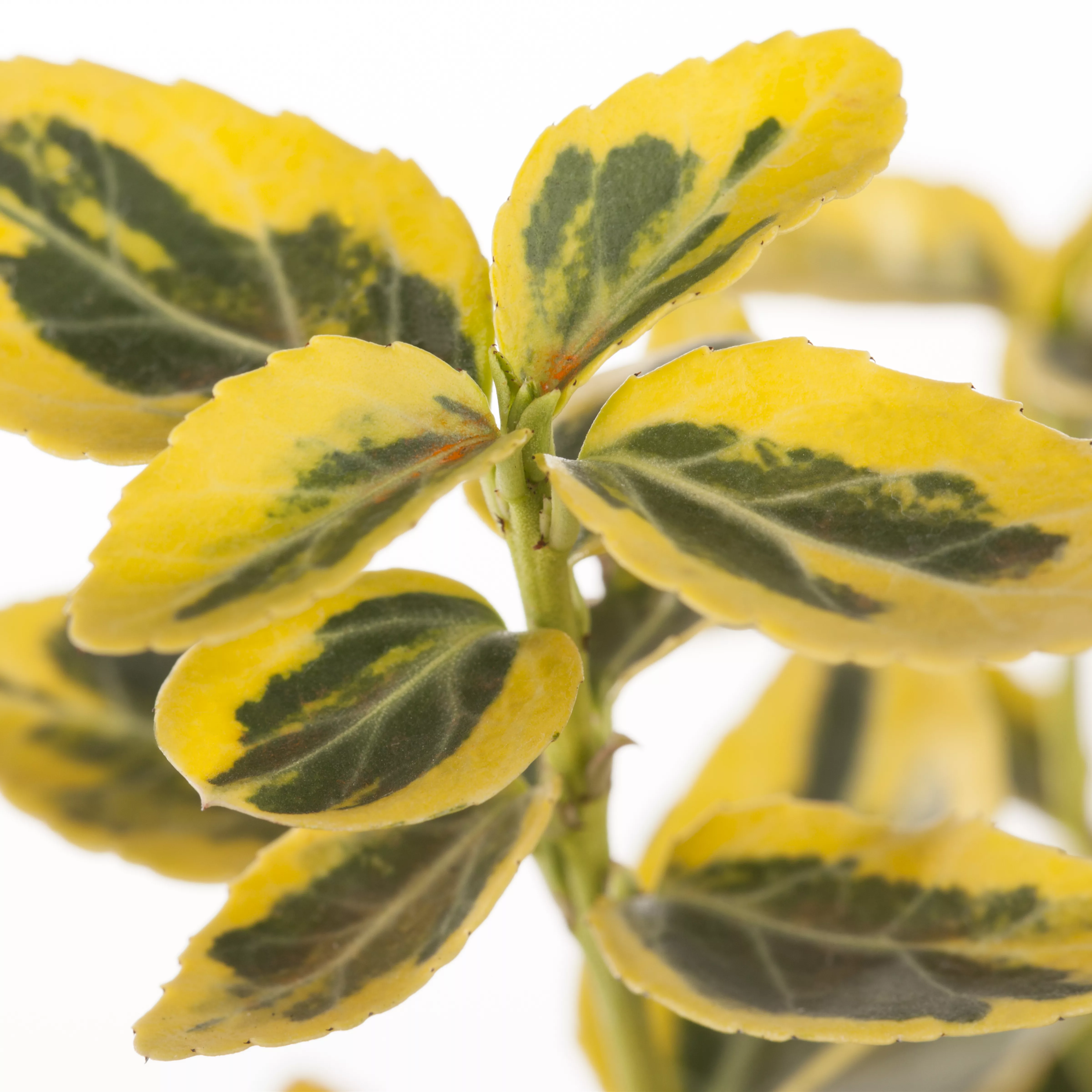 Euonymus fortunei 'Emerald'n Gold'