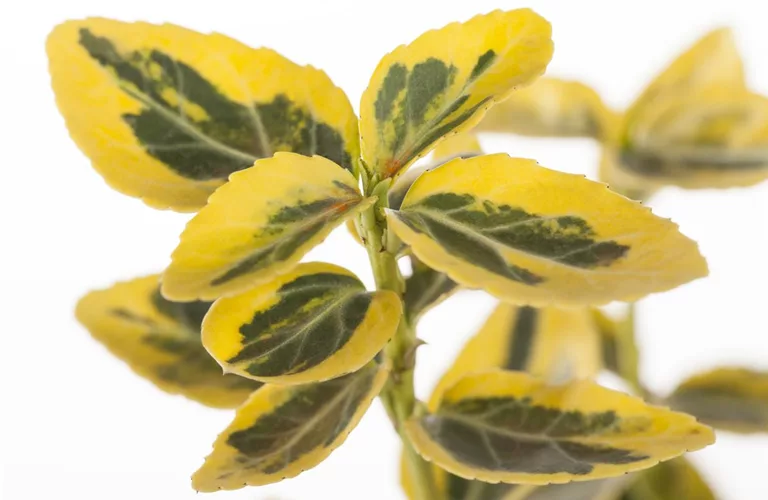 Euonymus fortunei 'Emerald'n Gold'