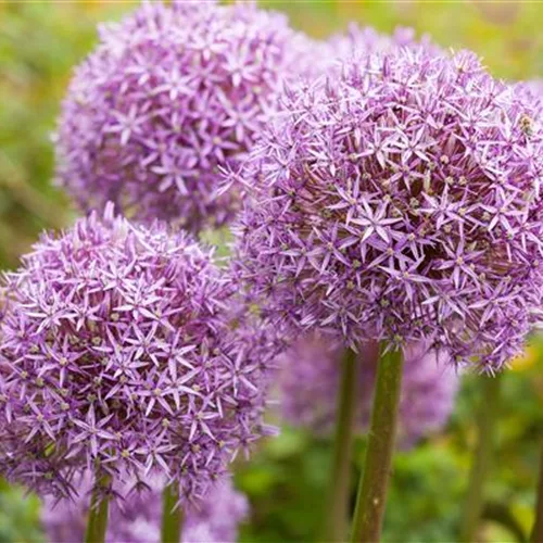 Allium – eleganter Zierlauch