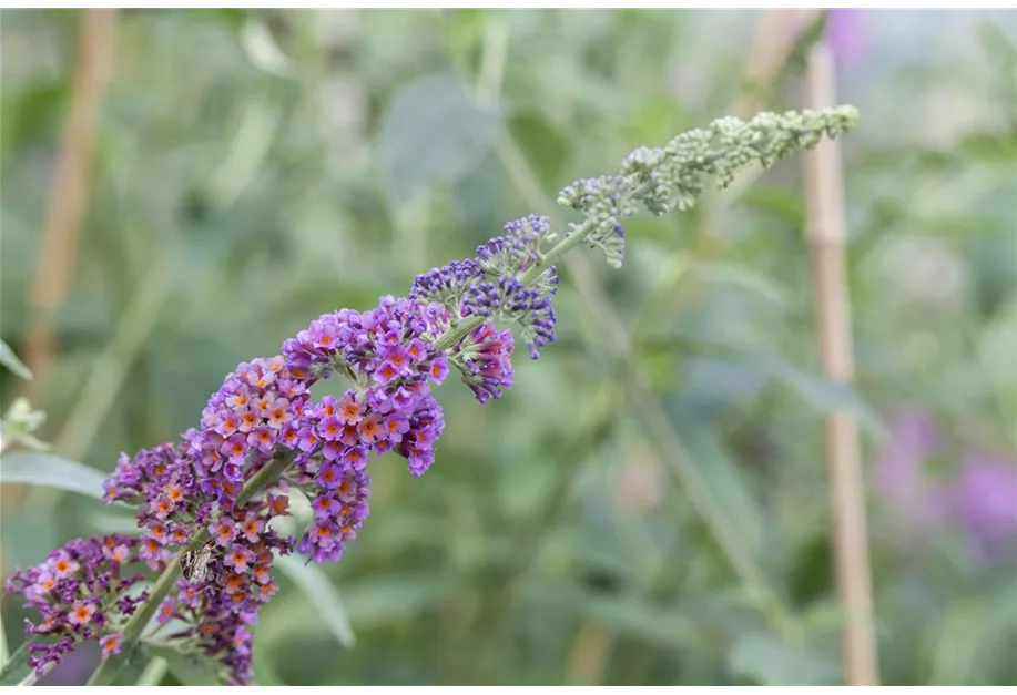 Sommerflieder 'Summer Blue'