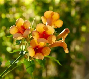 Campsis radicans 'Indian Summer'