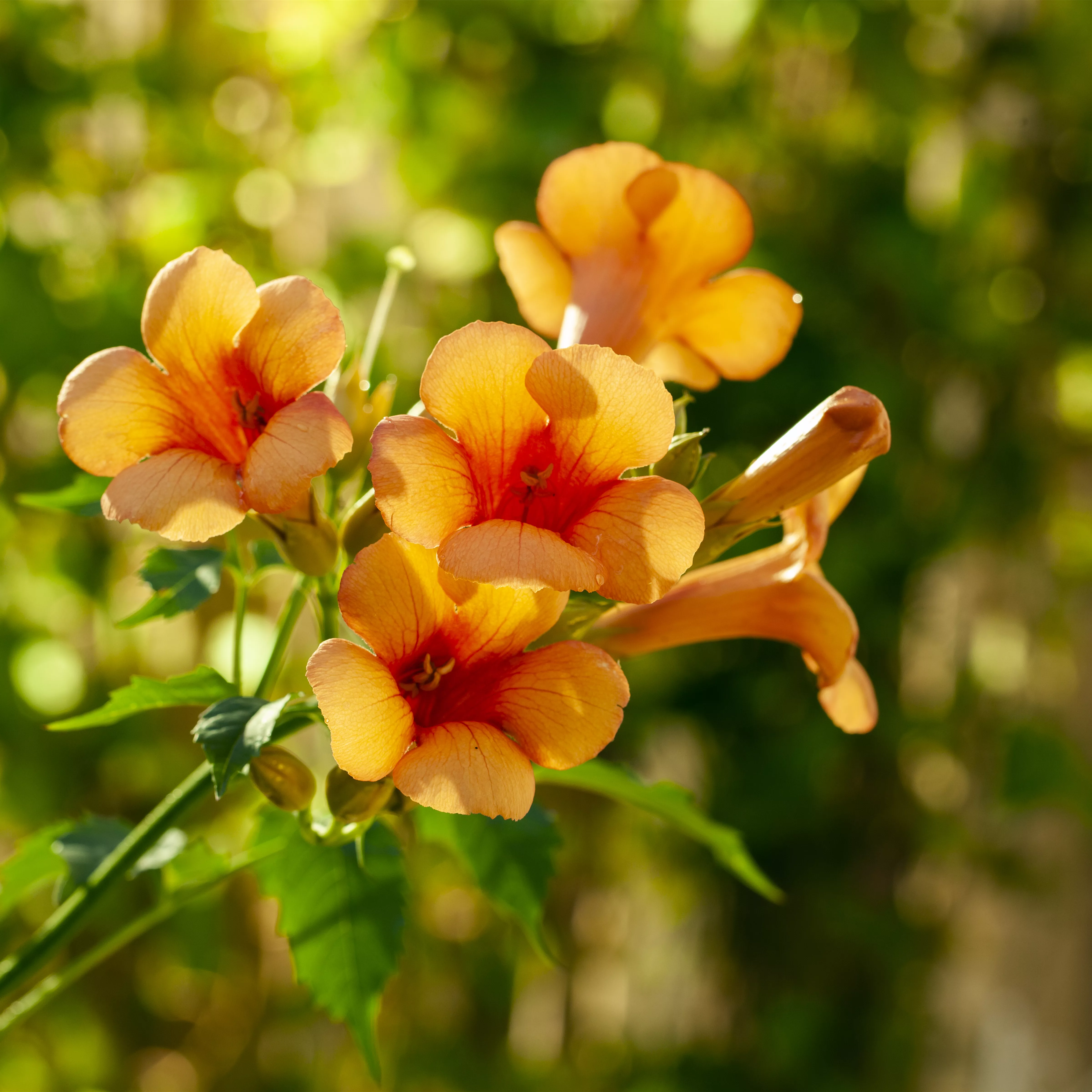 Campsis radicans 'Indian Summer'