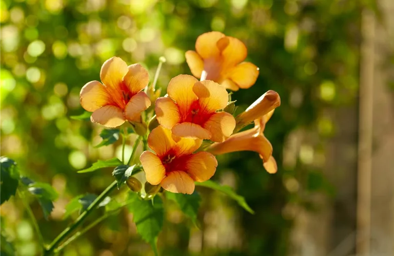 Campsis radicans 'Indian Summer'