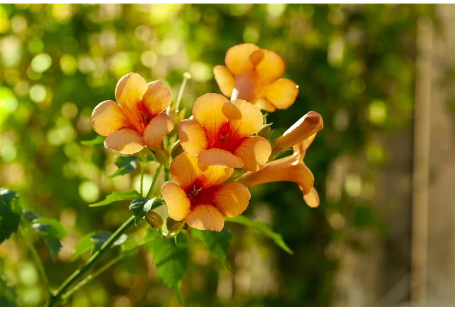 Gelbe Tromepetenblume