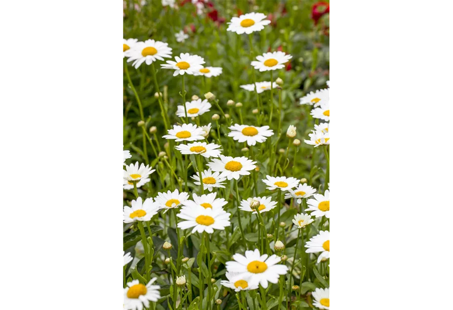 Großblumige Sommer-Margeite