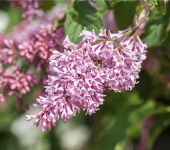 Syringa Bloomerang -R- 'Pink Perfume'