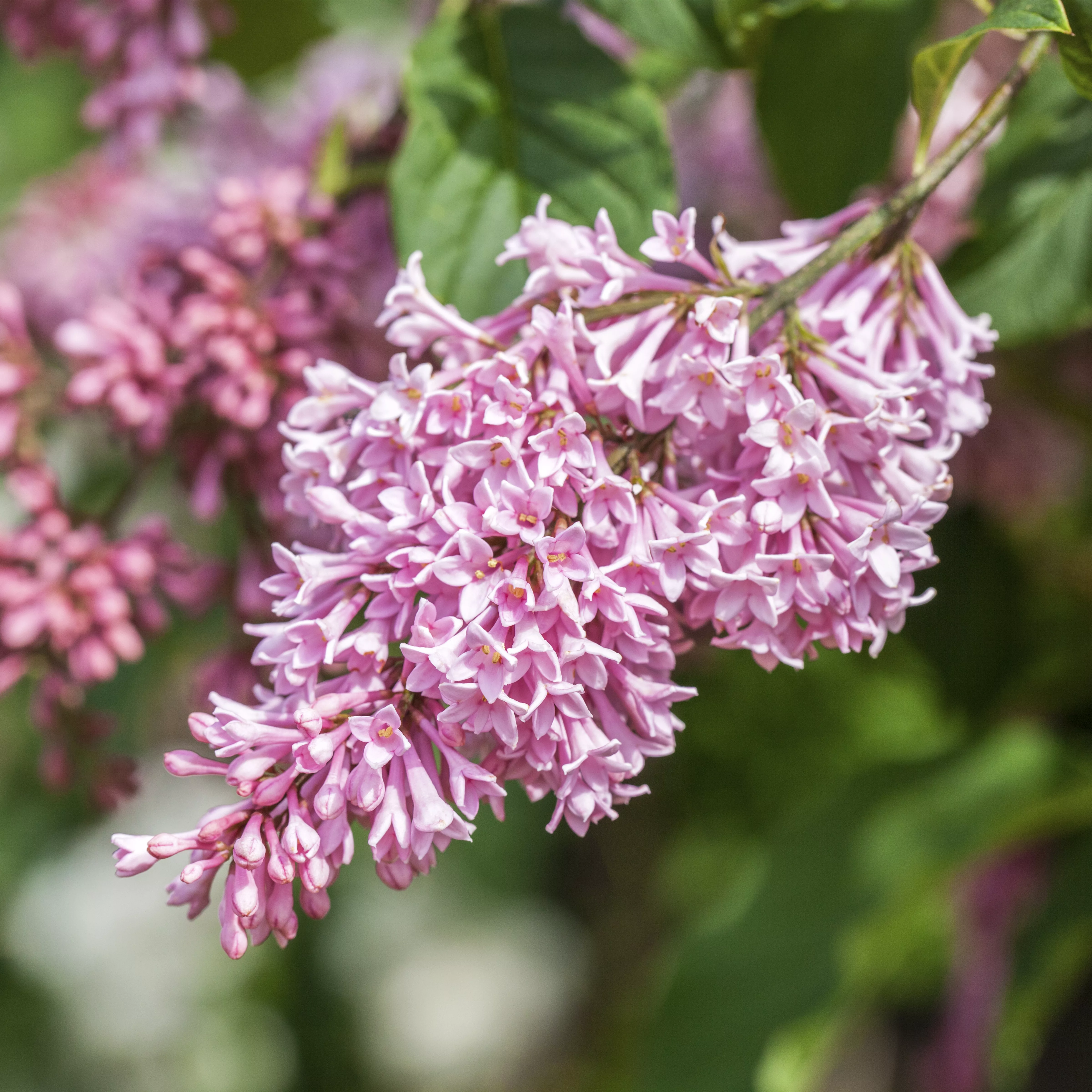 Syringa Bloomerang -R- 'Pink Perfume'