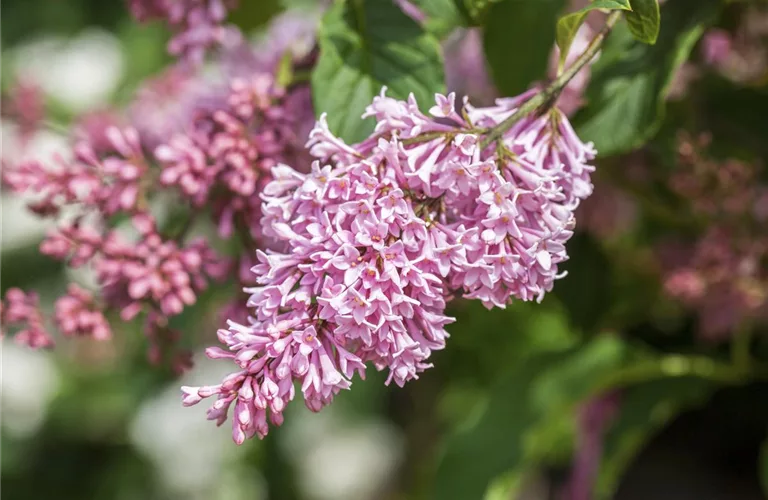 Syringa Bloomerang -R- 'Pink Perfume'