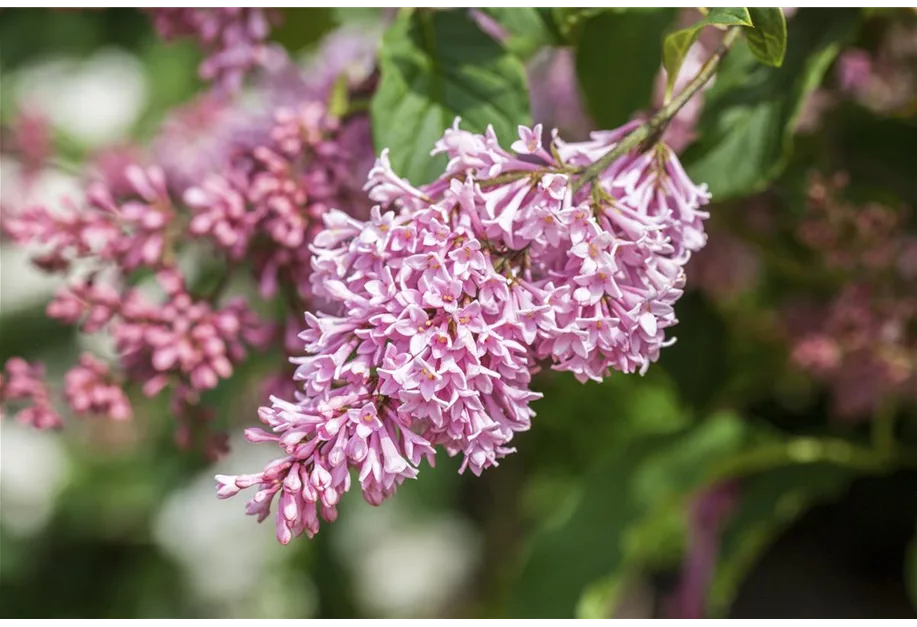 Meyer's Flieder 'Pink Perfume' -S-