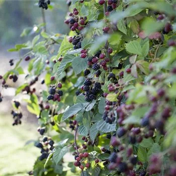 Brombeeren – wilde Leckereien mit langer Tradition