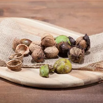 Nüsse und Schalenfrüchte aus Ihrem Garten