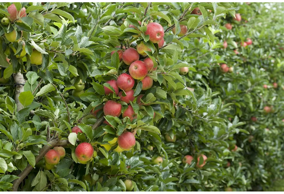 Zierapfel 'Croquella'